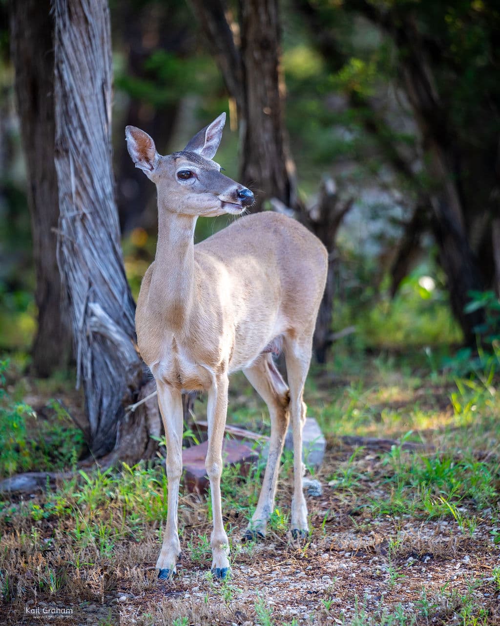 Alice, one of our friendlier deer