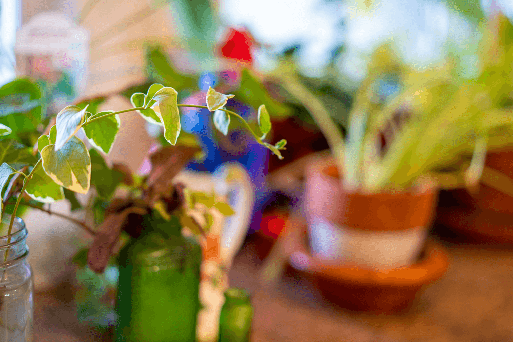 A close-up of green indoor plants with soft focus on surrounding pots and foliage.
